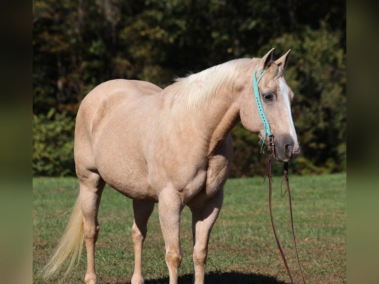 Quarter horse américain Hongre 17 Ans 152 cm Palomino in Brodhead