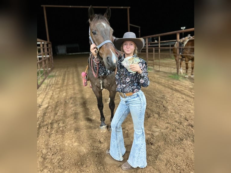 Quarter horse américain Hongre 17 Ans 152 cm Roan-Bay in ravenna TX