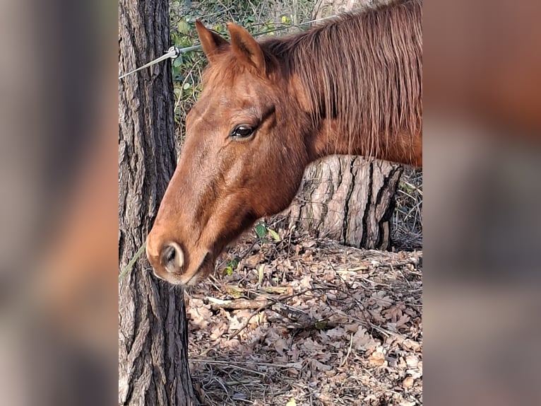 Quarter horse américain Hongre 17 Ans 154 cm Alezan in Haselünne