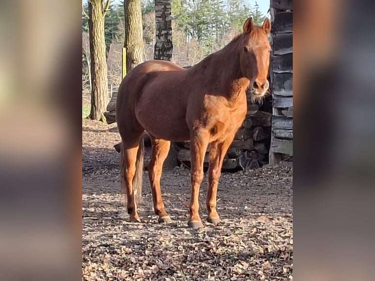 Quarter horse américain Hongre 17 Ans 154 cm Alezan in Haselünne