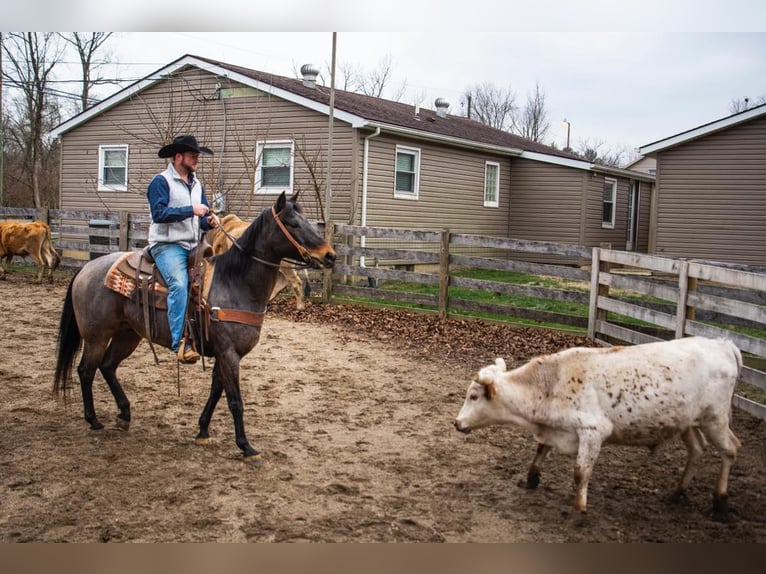 Quarter horse américain Hongre 17 Ans 155 cm Roan-Bay in Middletown OH