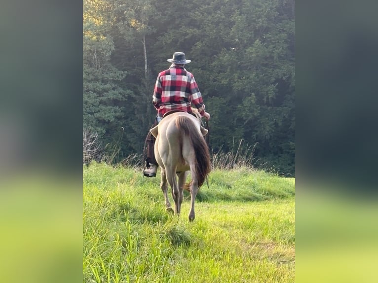 Quarter horse américain Hongre 17 Ans 156 cm Isabelle in Regau