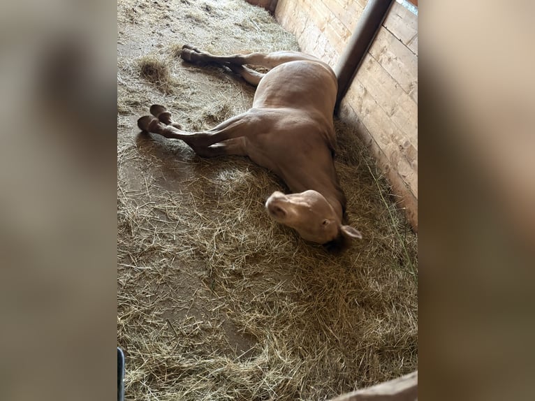 Quarter horse américain Hongre 17 Ans 156 cm Isabelle in Regau