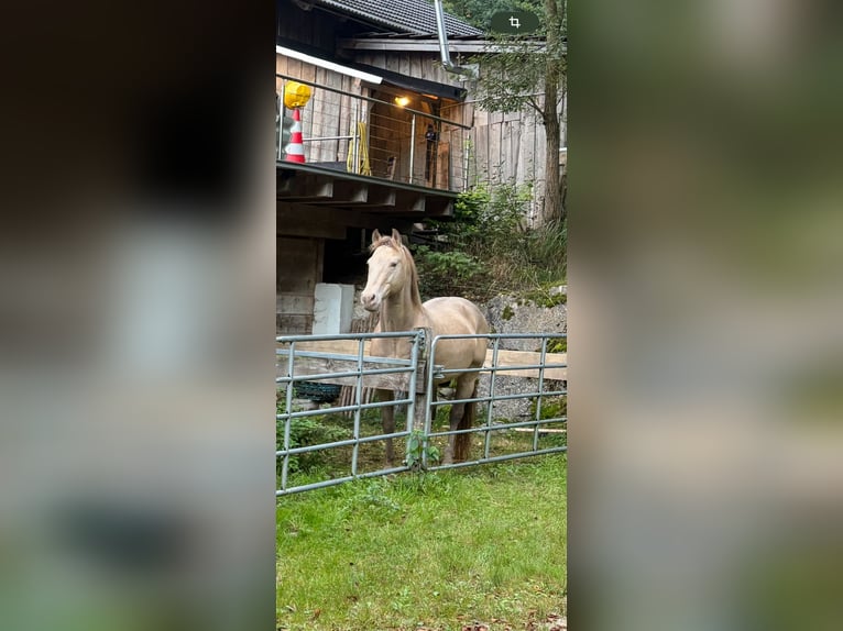 Quarter horse américain Hongre 17 Ans 156 cm Isabelle in Regau