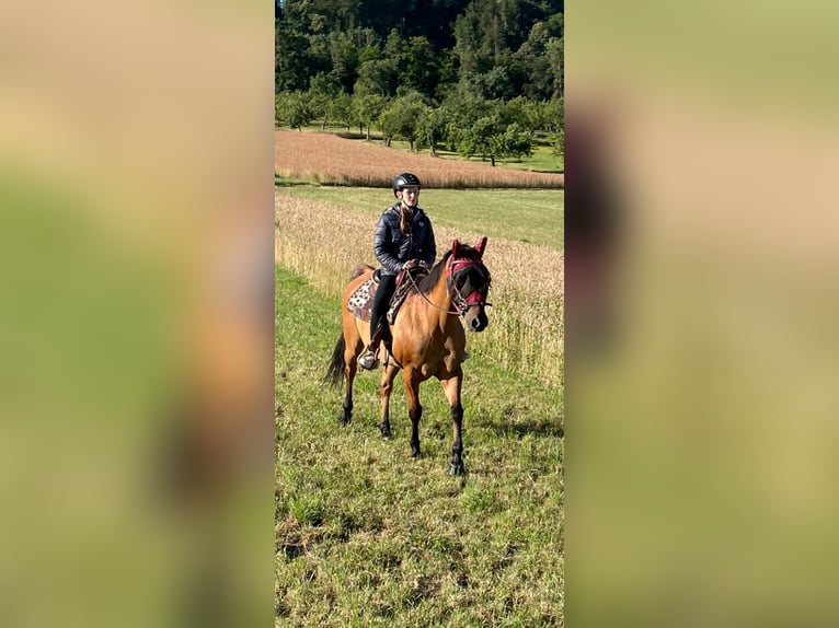 Quarter horse américain Hongre 17 Ans 157 cm Bai in Rottenburg am Neckar