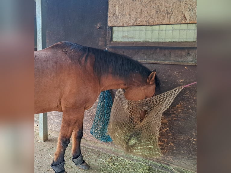 Quarter horse américain Hongre 17 Ans 157 cm Bai in Rottenburg am Neckar