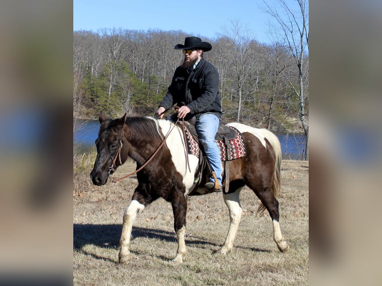 Quarter horse américain Hongre 17 Ans 157 cm Tobiano-toutes couleurs in Borden IN