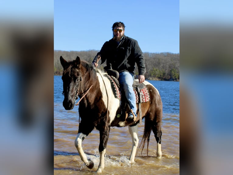 Quarter horse américain Hongre 17 Ans 157 cm Tobiano-toutes couleurs in Borden IN