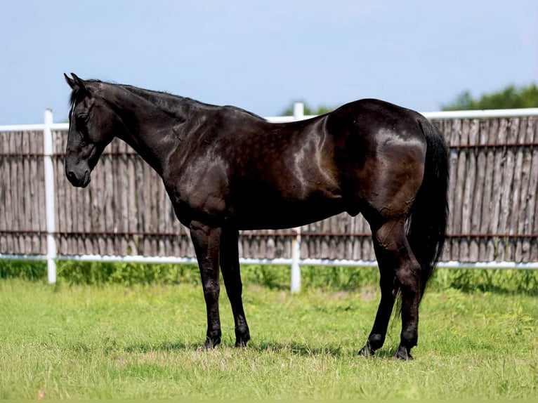 Quarter horse américain Hongre 17 Ans 160 cm Noir in Weatherford TX