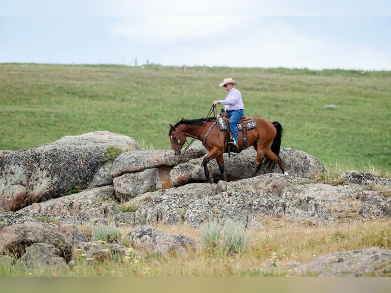 Quarter horse américain Hongre 17 Ans 163 cm Bai cerise in Statesville