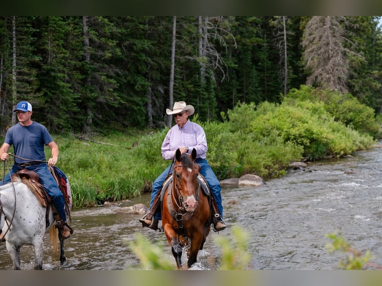 Quarter horse américain Hongre 17 Ans 163 cm Bai cerise in Statesville