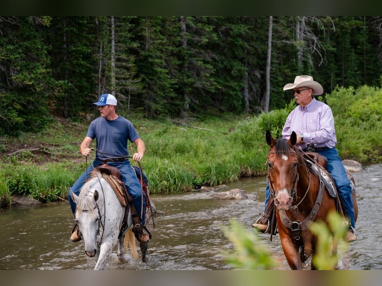 Quarter horse américain Hongre 17 Ans 163 cm Bai cerise in Statesville
