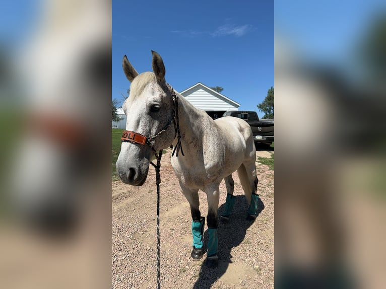 Quarter horse américain Hongre 17 Ans 163 cm Gris in Akron, Iowa