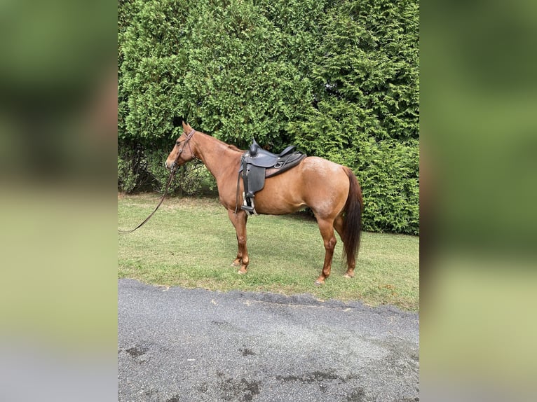 Quarter horse américain Hongre 17 Ans 163 cm Rouan Rouge in Royersford