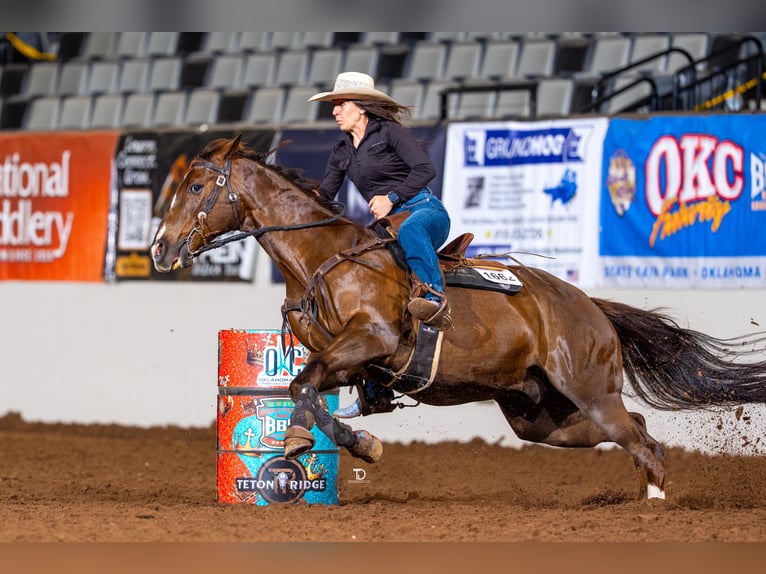 Quarter horse américain Hongre 17 Ans Alezan brûlé in Buffalo