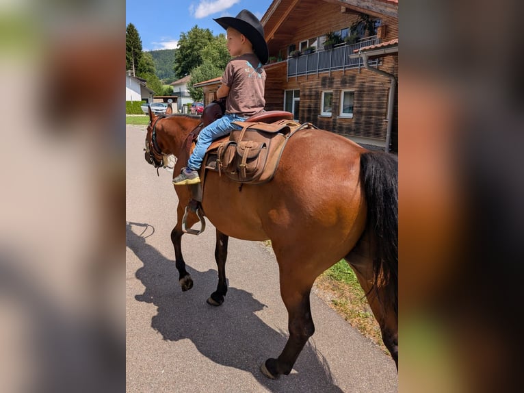Quarter horse américain Hongre 17 Ans Bai in Ringelai