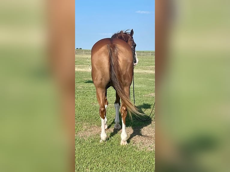 Quarter horse américain Hongre 17 Ans Overo-toutes couleurs in Pilot point TX