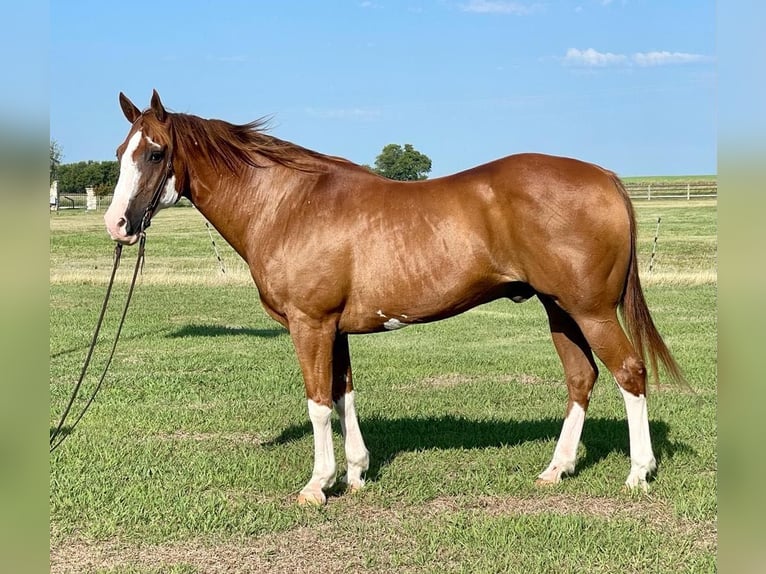 Quarter horse américain Hongre 17 Ans Overo-toutes couleurs in Pilot point TX