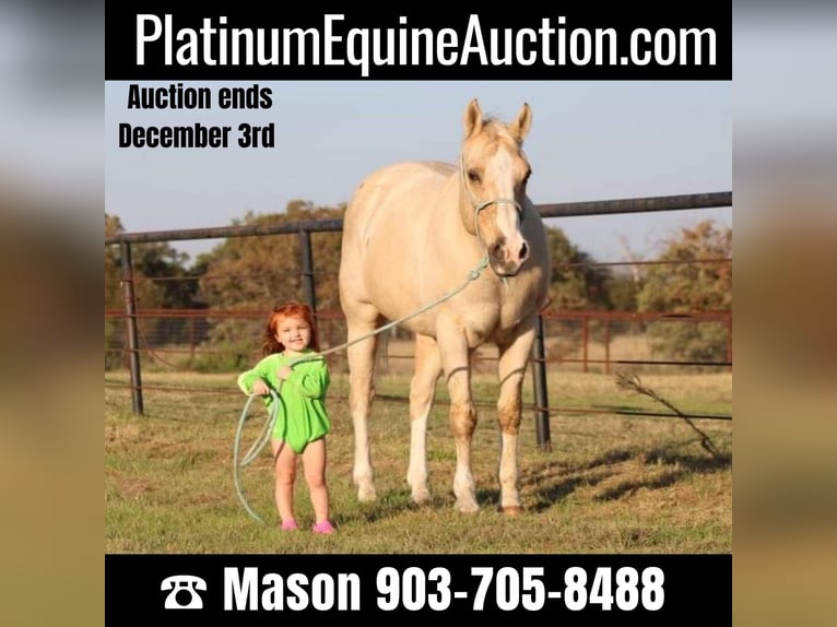 Quarter horse américain Hongre 17 Ans Palomino in Canton TX