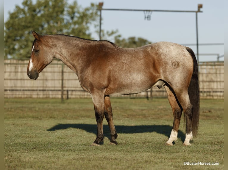 Quarter horse américain Hongre 17 Ans Roan-Bay in Weatherford TX