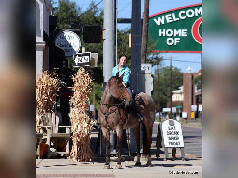 Quarter horse américain Hongre 17 Ans Roan-Bay in Weatherford TX