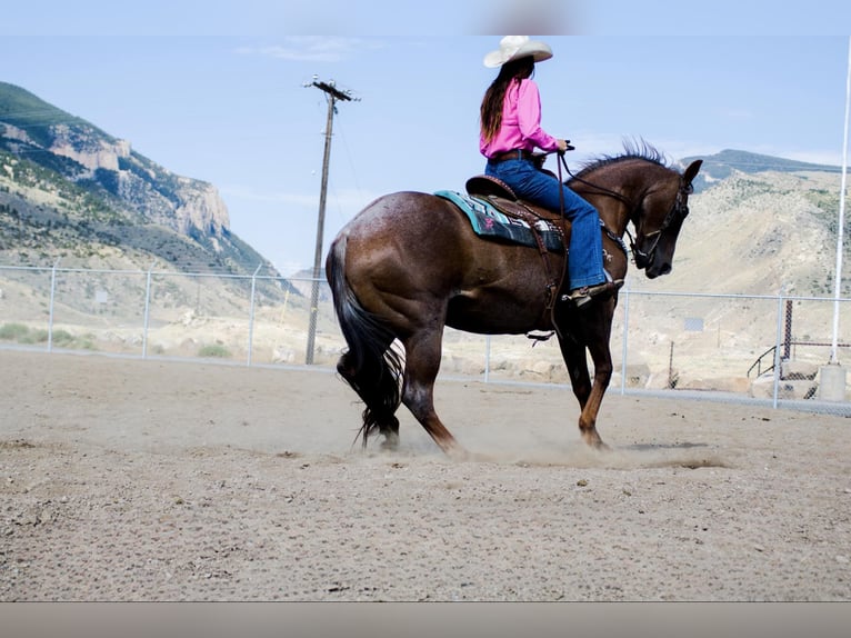 Quarter horse américain Hongre 17 Ans Rouan Rouge in Cody WY