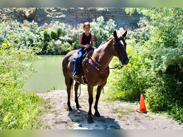 Quarter horse américain Hongre 17 Ans Rouan Rouge in Cody WY