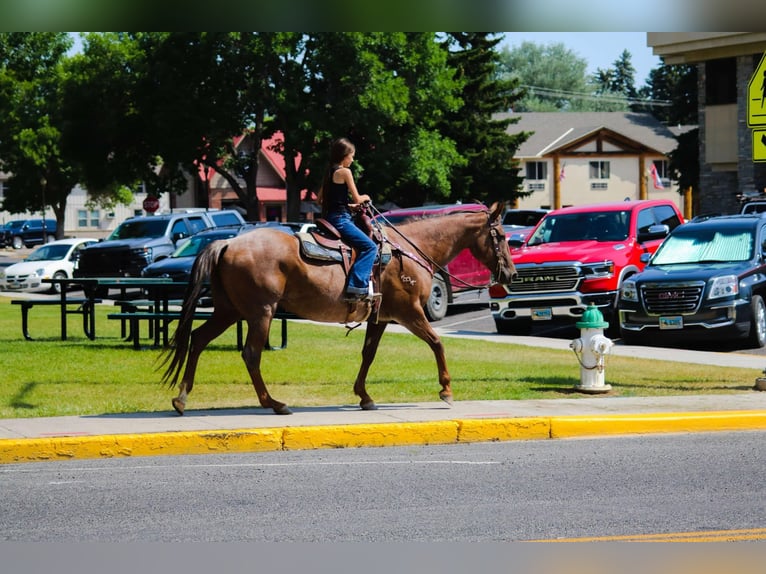Quarter horse américain Hongre 17 Ans Rouan Rouge in Cody WY