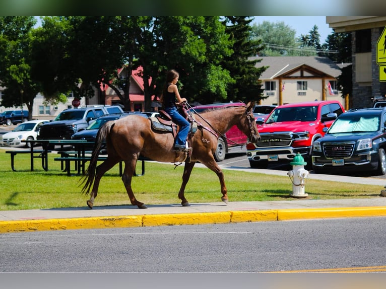 Quarter horse américain Hongre 17 Ans Rouan Rouge in Stephenville TX