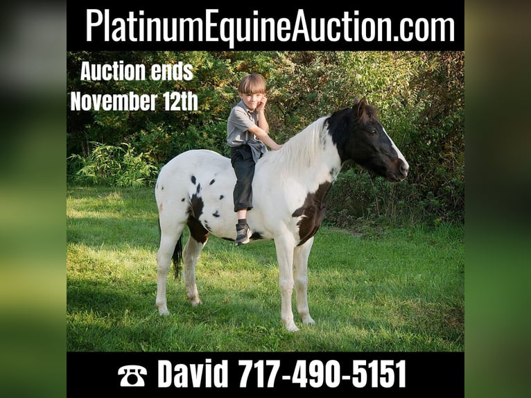 Quarter horse américain Hongre 18 Ans 124 cm Tobiano-toutes couleurs in Coatesville PA