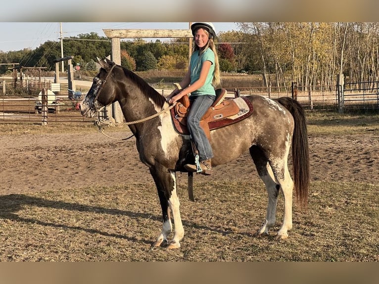Quarter horse américain Hongre 18 Ans 142 cm Grullo in Lisbon IA