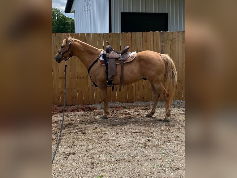 Quarter horse américain Hongre 18 Ans 145 cm Palomino in Statesville, NC