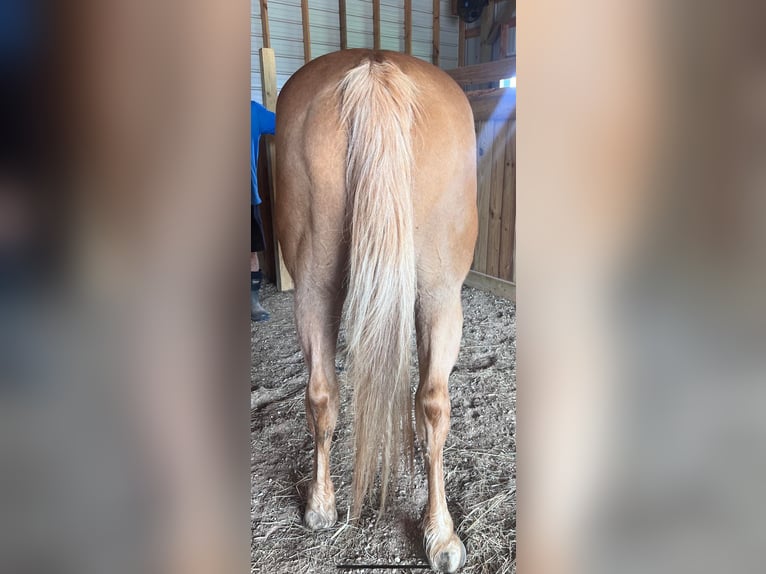 Quarter horse américain Hongre 18 Ans 145 cm Palomino in Statesville, NC