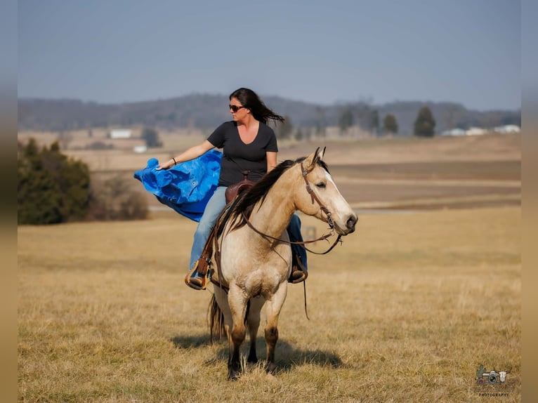 Quarter horse américain Hongre 18 Ans 150 cm Buckskin in Auburn