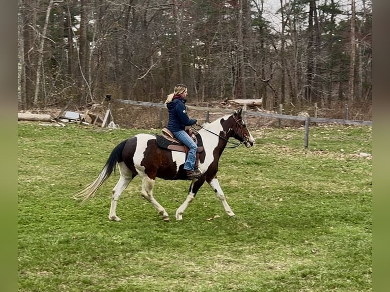 Quarter horse américain Hongre 18 Ans 150 cm Tobiano-toutes couleurs in Middleboro