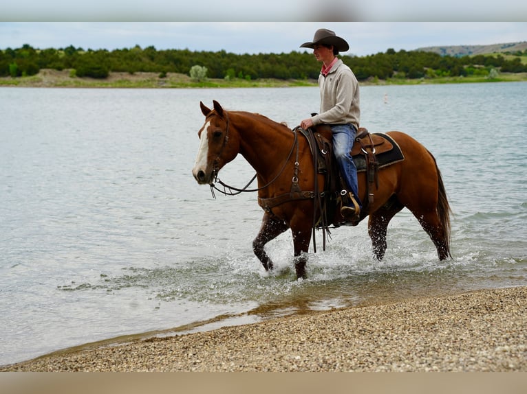 Quarter horse américain Hongre 18 Ans 152 cm Alezan cuivré in Corsica
