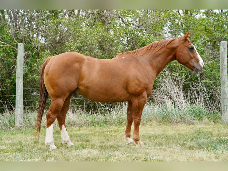 Quarter horse américain Hongre 18 Ans 152 cm Alezan cuivré in Corsica