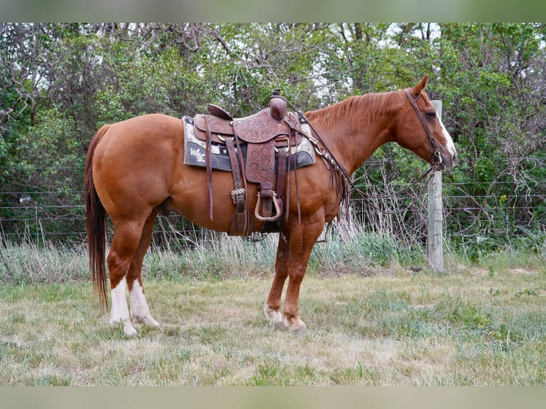 Quarter horse américain Hongre 18 Ans 152 cm Alezan cuivré in Corsica