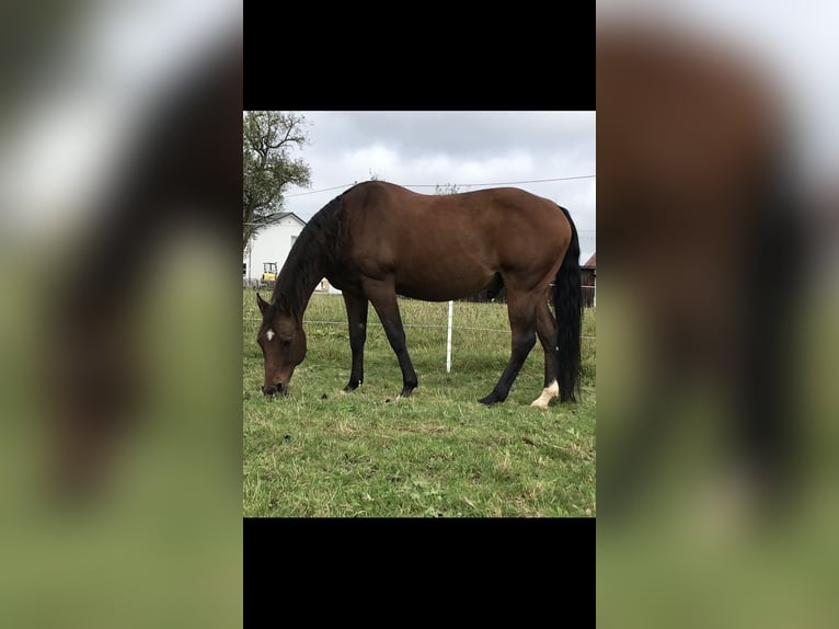 Quarter horse américain Hongre 18 Ans 154 cm Bai brun in Leinzell