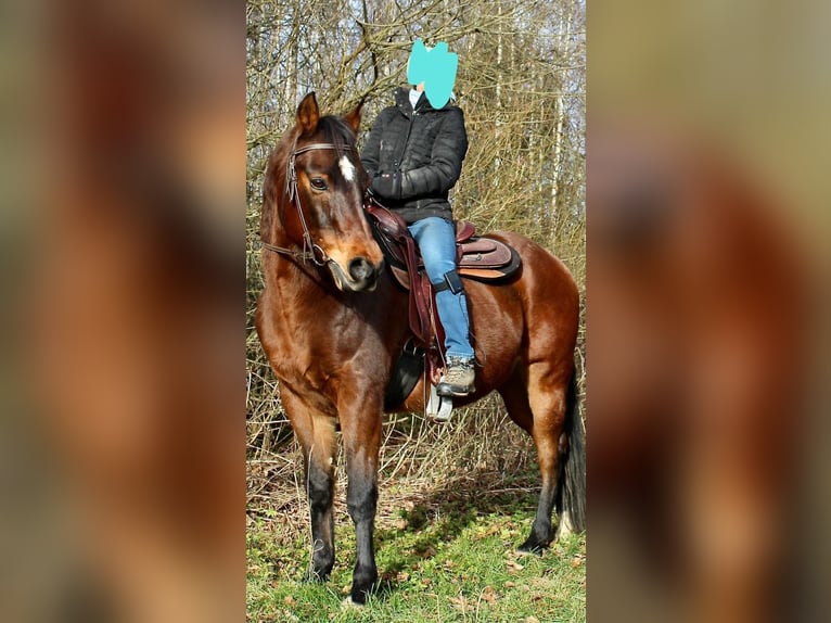 Quarter horse américain Hongre 18 Ans 154 cm Bai brun in Leinzell