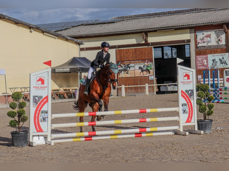 Quarter horse américain Hongre 18 Ans 164 cm Bai in Eichenbühl