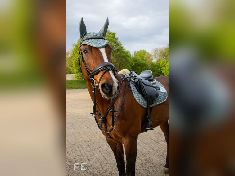 Quarter horse américain Hongre 18 Ans 164 cm Bai in Eichenbühl