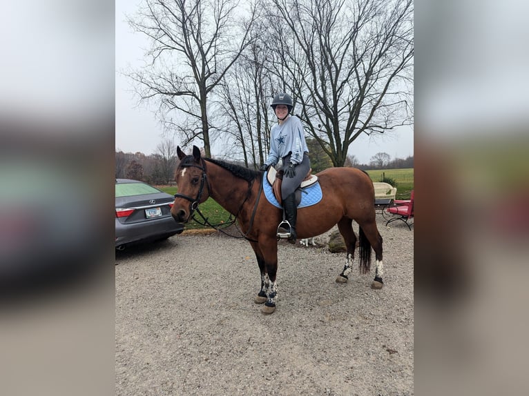 Quarter horse américain Hongre 19 Ans 142 cm Bai cerise in Churubusco