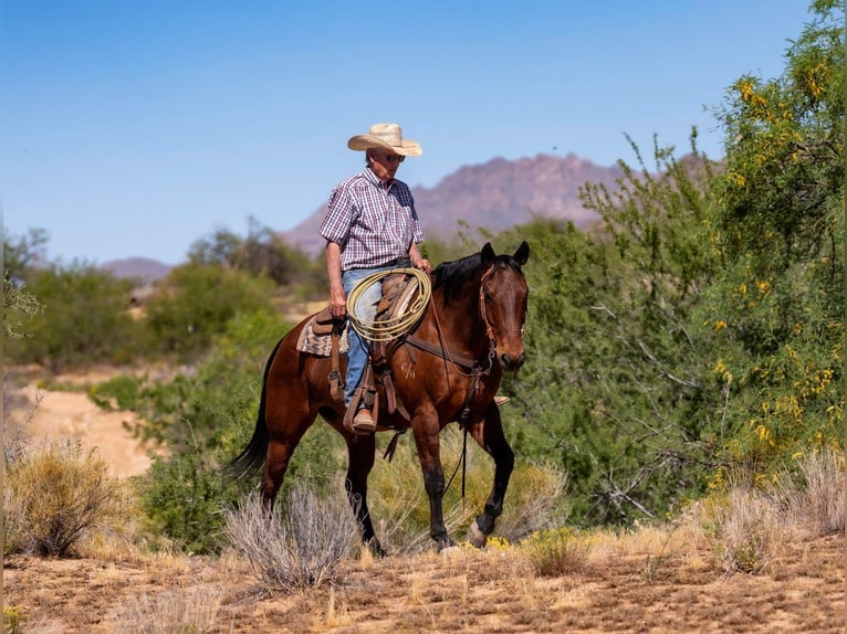 Quarter horse américain Hongre 19 Ans 152 cm Bai cerise in Congress