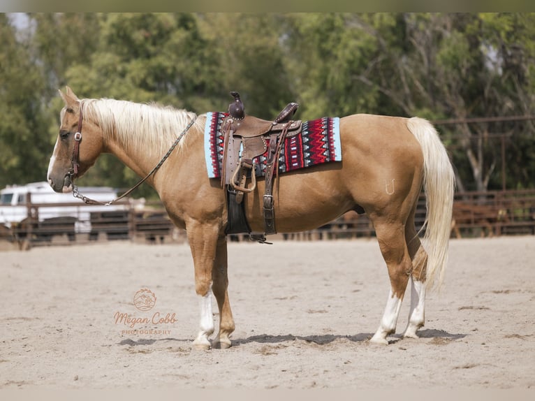 Quarter horse américain Hongre 19 Ans 152 cm Palomino in Caldwell