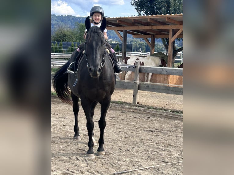 Quarter horse américain Croisé Hongre 19 Ans 160 cm Noir in Tainach