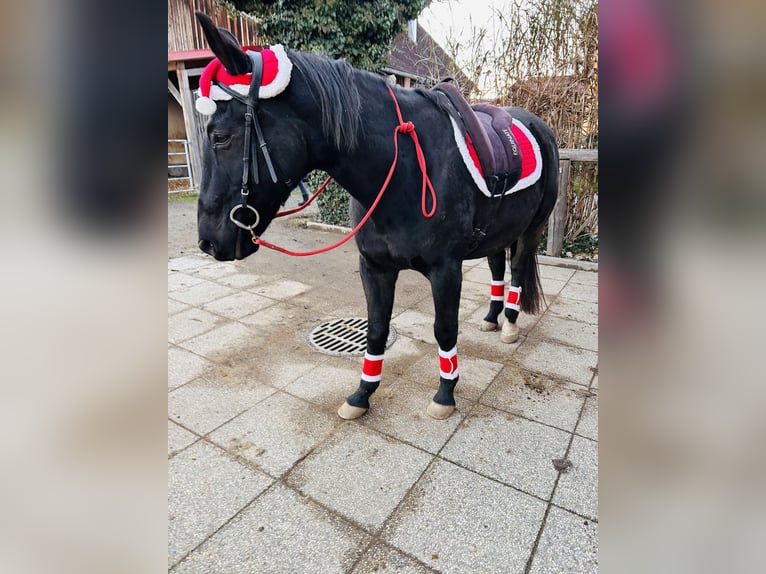 Quarter horse américain Croisé Hongre 19 Ans 160 cm Noir in Tainach