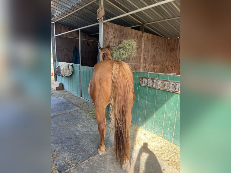Quarter horse américain Hongre 19 Ans Alezan cuivré in San Martin
