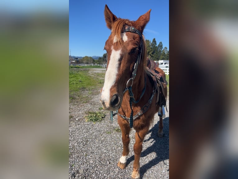 Quarter horse américain Hongre 19 Ans Alezan cuivré in San Martin