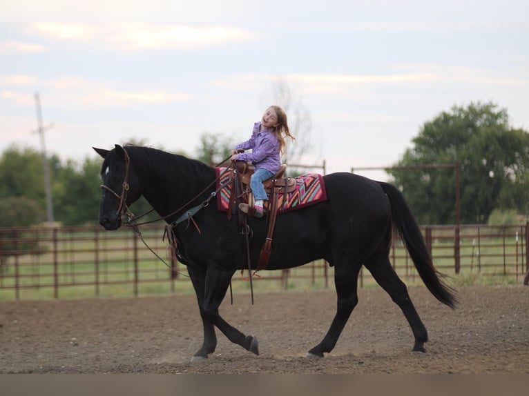 Quarter horse américain Hongre 19 Ans Noir in Madill